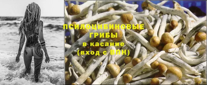 наркота  Карачаевск  Галлюциногенные грибы Psilocybine cubensis 